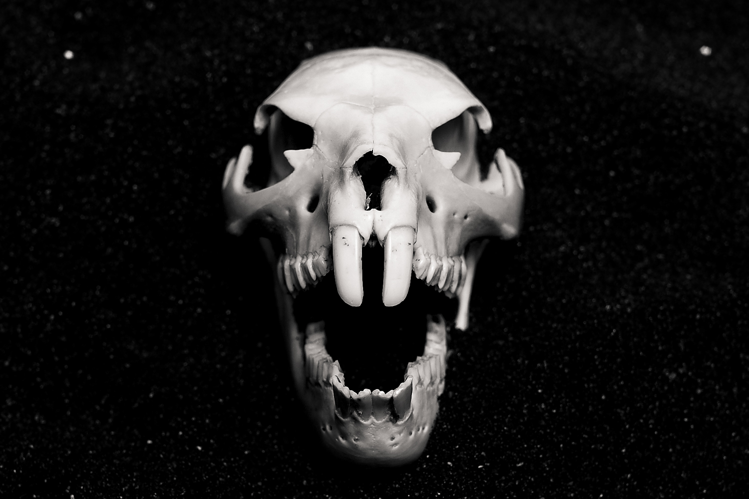 Skull_Candy-045952